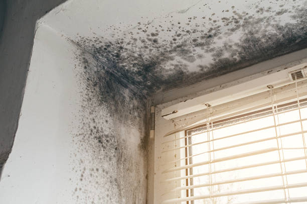 Affordable Mold Removal solutions in Fort Monmouth, NJ